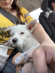 Reunited Unknown Dog last seen Found on my porch, Denver, CO 80220