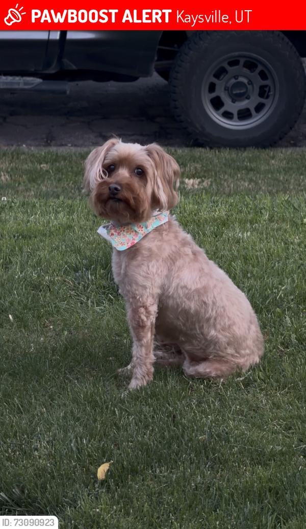 Lost Female Dog last seen Tastys area ish, Kaysville, UT 84037