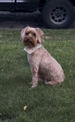 Lost Female Dog last seen Tastys area ish, Kaysville, UT 84037