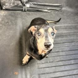 Reunited Male Dog last seen Port St. Lucie, Port St. Lucie, FL 34986