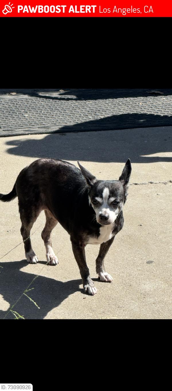 Lost Female Dog last seen 48th street and Broadway Los Angeles, Los Angeles, CA 90037