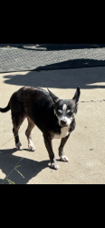 Lost Female Dog last seen 48th street and Broadway Los Angeles, Los Angeles, CA 90037