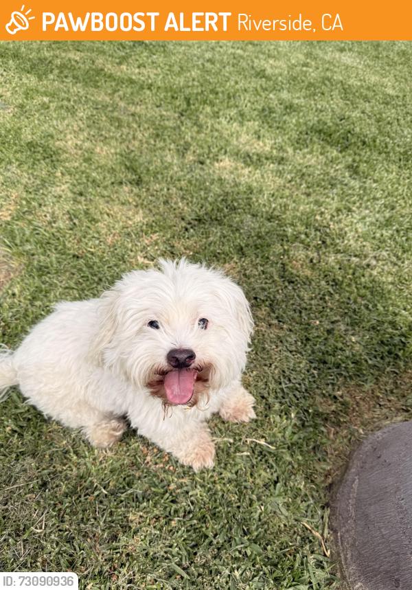 Found/Stray Male Dog last seen Near Leigh st, Riverside, CA 92509