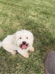 Found/Stray Male Dog last seen Near Leigh st, Riverside, CA 92509