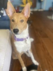 Reunited Female Dog last seen Manchester /Hoover are 88thst, Los Angeles, CA 90044