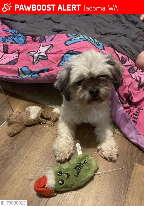Lost Female Dog last seen 93rd and Sheridan st Tacoma, Tacoma, WA 98444