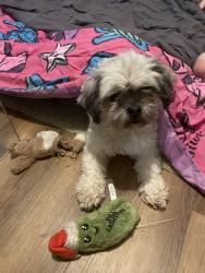 Lost Female Dog last seen 93rd and Sheridan st Tacoma, Tacoma, WA 98444
