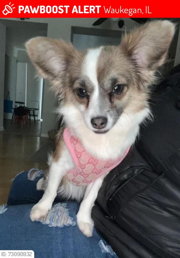 Lost Female Dog last seen Near N Linden, Waukegan, IL 60085