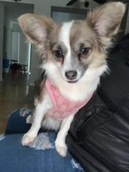Lost Female Dog last seen Near N Linden, Waukegan, IL 60085