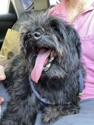 Reunited Male Dog last seen Arbor Hills, Ann Arbor, MI 48105