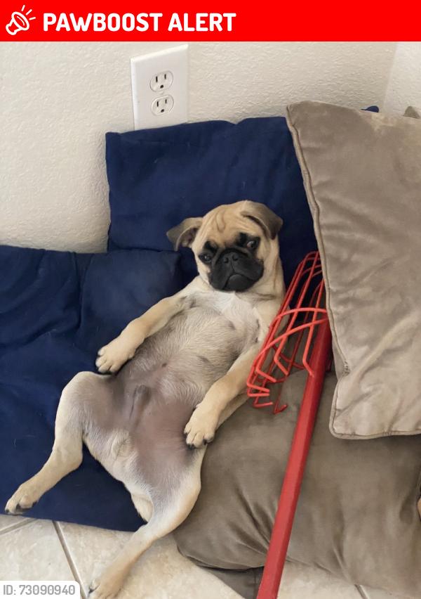 Lost Male Dog last seen Church and terra vista, Rancho Cucamonga, CA 91730