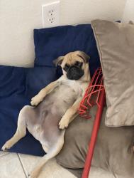 Lost Male Dog last seen Church and terra vista, Rancho Cucamonga, CA 91730