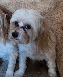 Lost Female Dog last seen Near NE 84th court Kansas City MO 64157, Kansas City, MO 64157