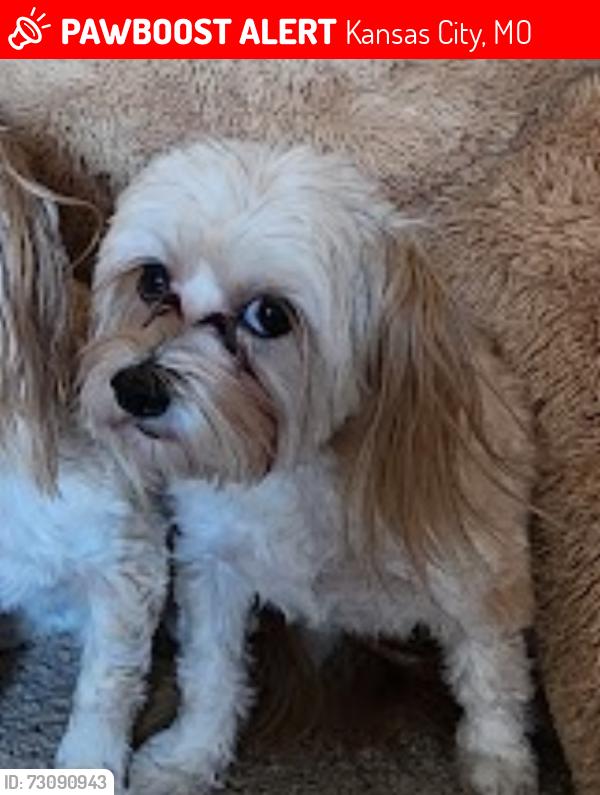 Lost Female Dog last seen Near NE 84th court Kansas City MO 64157, Kansas City, MO 64157