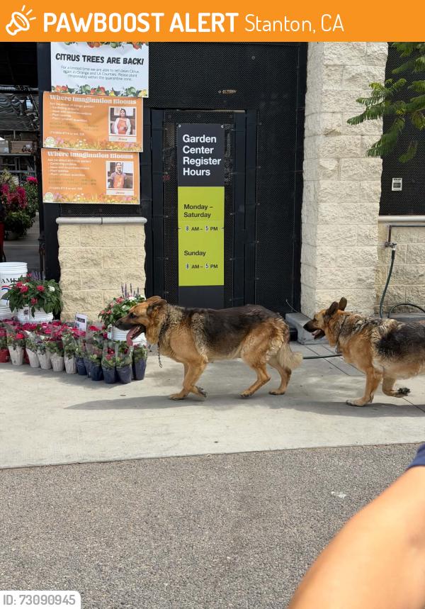 Found/Stray Unknown Dog last seen Home Depot in Stanton, Stanton, CA 90680