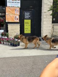 Found/Stray Unknown Dog last seen Home Depot in Stanton, Stanton, CA 90680
