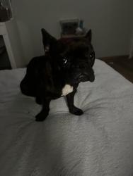 Found/Stray Female Dog last seen Biglow and fordham, Dallas, TX 75211