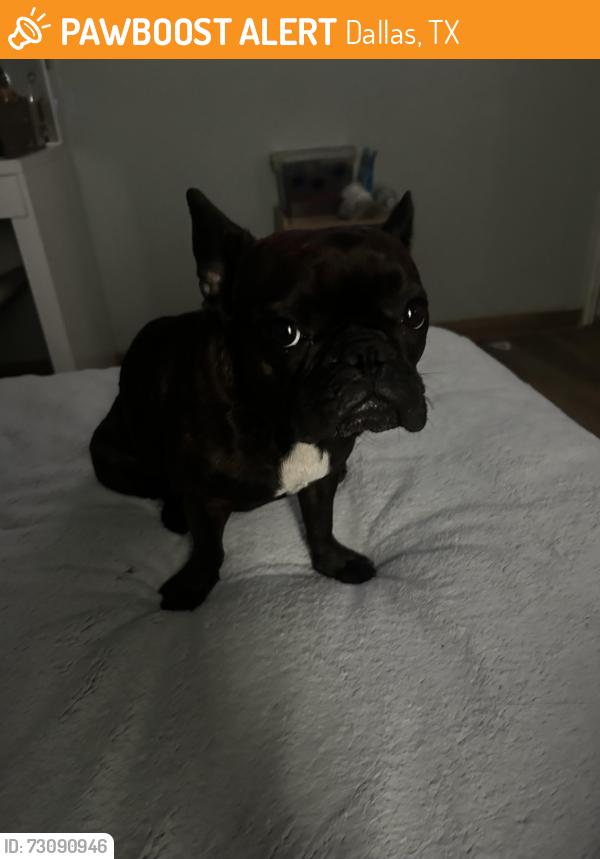 Found/Stray Female Dog last seen Biglow and fordham, Dallas, TX 75211