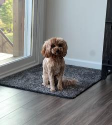 Reunited Female Dog last seen Near Candlehurst Pl, Fayetteville, NC 28306, USA, Fayetteville, NC 28306