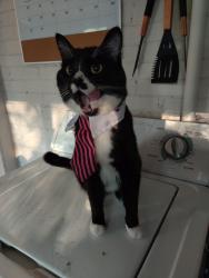 Lost Male Cat last seen Near s 1900 w Cadence apts, Roy, UT 84067