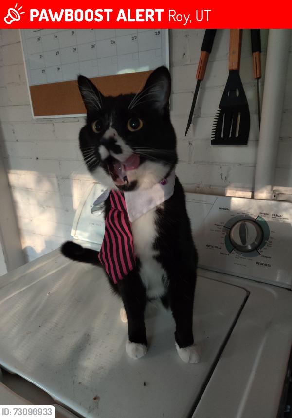 Lost Male Cat last seen Near s 1900 w Cadence apts, Roy, UT 84067
