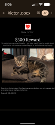 Lost Male Cat last seen Cedar, Tuolumne, CA 95379