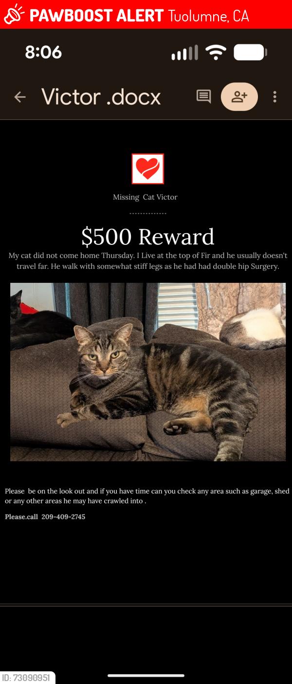 Lost Male Cat last seen Cedar, Tuolumne, CA 95379