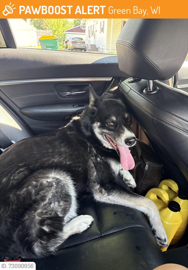 Found/Stray Female Dog last seen preble avenue street, Green Bay, WI 54302
