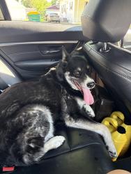 Found/Stray Female Dog last seen preble avenue street, Green Bay, WI 54302