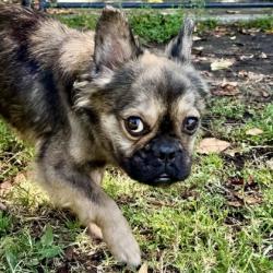 Shelter Stray Male Dog last seen Near foothill blvd, Oakland, CA, 1101 29th Ave, Oakland, CA 94601, USA
