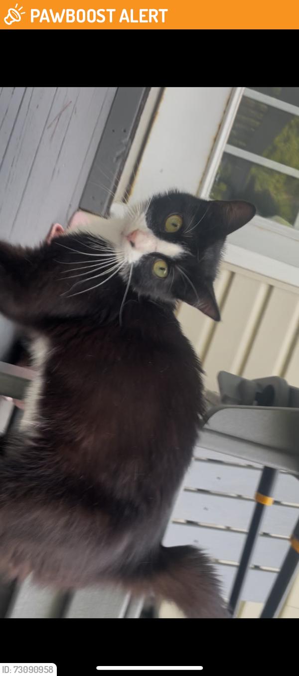Found/Stray Male Cat last seen wild cherry ln, embler road, davis townsend area, Davidson County, NC 27292