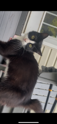 Found/Stray Male Cat last seen wild cherry ln, embler road, davis townsend area, Davidson County, NC 27292