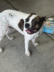 Found/Stray Male Dog last seen Lytle Creek and Summit Ave, Fontana, CA 92336