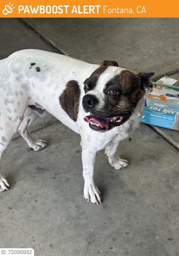 Found/Stray Male Dog last seen Lytle Creek and Summit Ave, Fontana, CA 92336