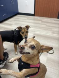 Lost Female Dog last seen Almería and walnut, Fontana, CA 92336