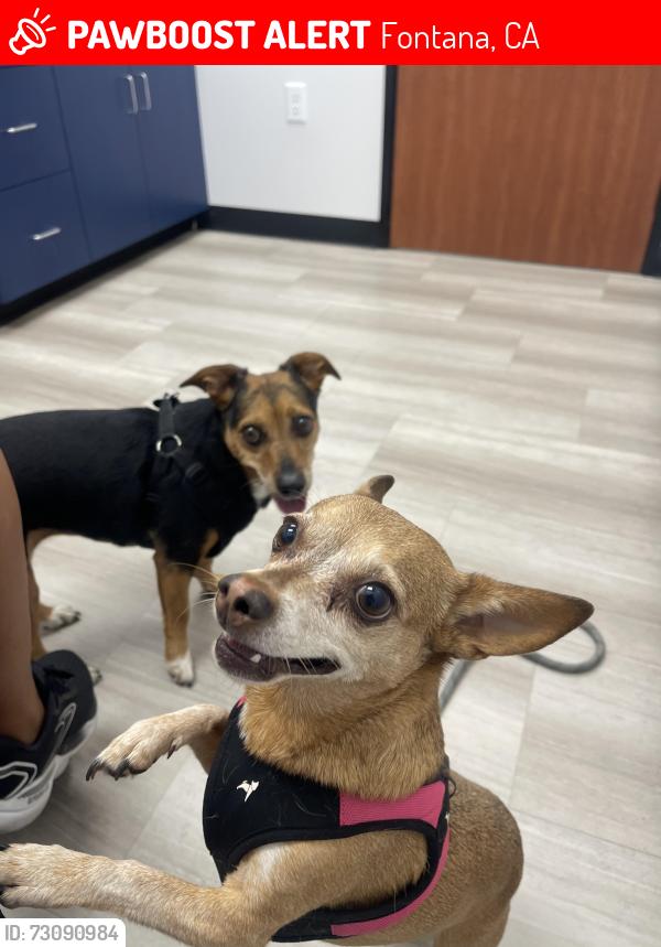 Lost Female Dog last seen Almería and walnut, Fontana, CA 92336