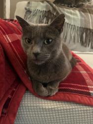 Lost Male Cat last seen Rhoades Road, Paradise Hills, San Diego, CA 92139