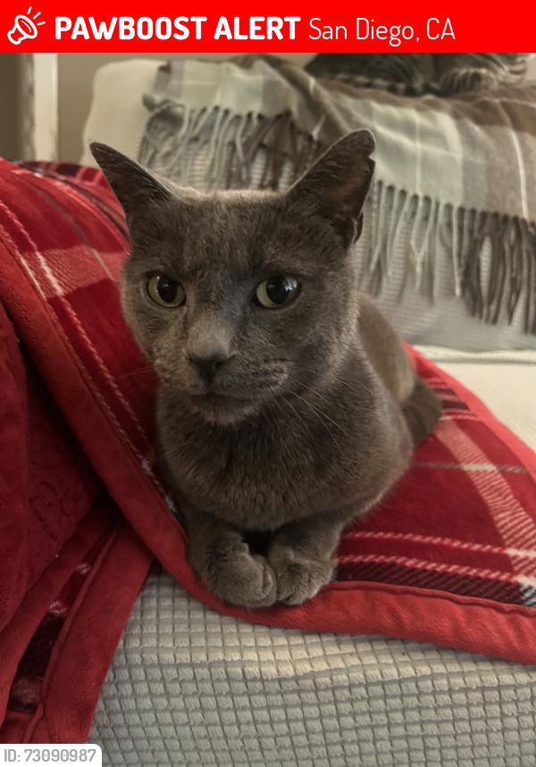 Lost Male Cat last seen Rhoades Road, Paradise Hills, San Diego, CA 92139