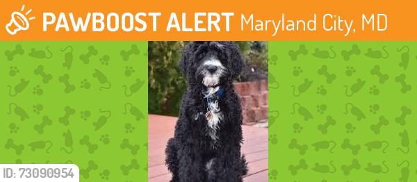 Found/Stray Unknown Dog last seen Crumpton S, Maryland City, MD 20724