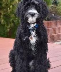 Found/Stray Unknown Dog last seen Crumpton S, Maryland City, MD 20724