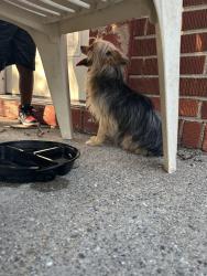 Found/Stray Unknown Dog last seen Warren & Dickerson, Detroit, MI 48215