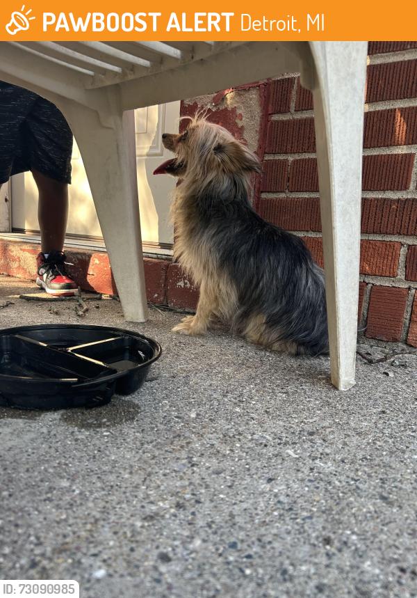Found/Stray Unknown Dog last seen Warren & Dickerson, Detroit, MI 48215