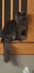 Lost Male Cat last seen Near Hamilton Point Cir, Manor TX 78653, Manor, TX 78653
