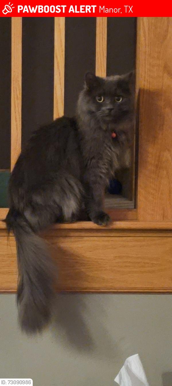 Lost Male Cat last seen Near Hamilton Point Cir, Manor TX 78653, Manor, TX 78653