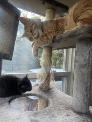 Reunited Male Cat last seen Near Weaver Drive, Cary, IL 60013