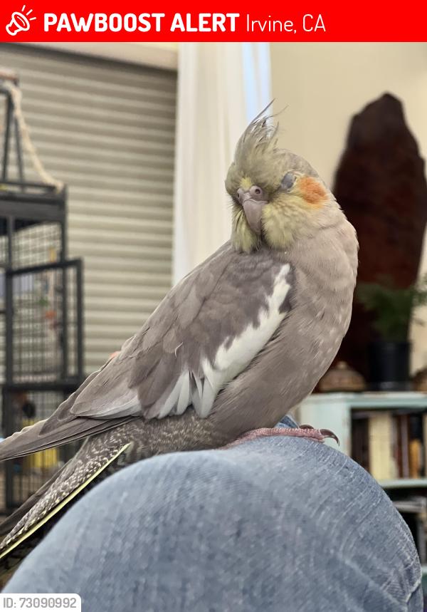 Lost Female Bird last seen Warner Ave & Harvard Ave, Irvine, CA 92606