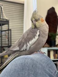 Lost Female Bird last seen Warner Ave & Harvard Ave, Irvine, CA 92606