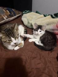 Lost Male Cat last seen Has anyone seen my cats? They got lost yesterday because of the noise from the firecrackers., Memphis, TN 38106