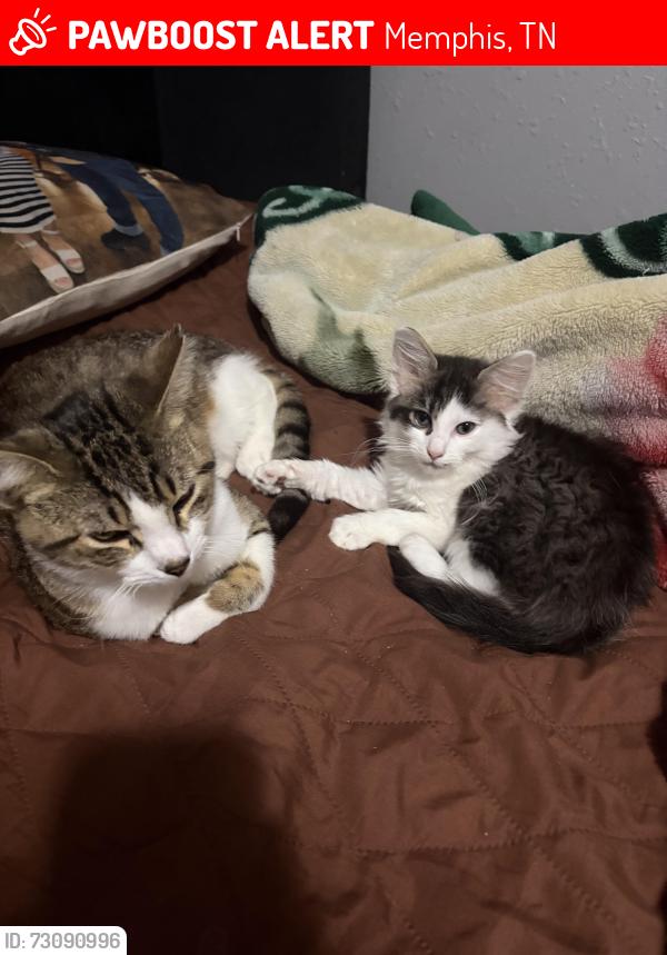 Lost Male Cat last seen Has anyone seen my cats? They got lost yesterday because of the noise from the firecrackers., Memphis, TN 38106