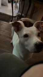 Reunited Female Dog last seen Evanston IL, Evanston, IL 60201